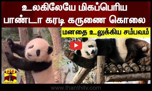 World’s Largest Panda Bear Euthanized – Shocking Incident